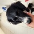 Çok sakin  bir Border Collie fotoğraf