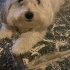 Oğlumuz çok arkadaş canlısı çocukları kedileri köpekleri sever ve oyuncu fotoğraf