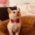 Minik Bir Kalbe Yuva Araniyor fotoğraf