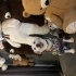 Vegas , 4 yaşında terrier akıllı , uslu bir oğluş fotoğraf