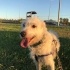 Vegas , 4 yaşında terrier akıllı , uslu bir oğluş fotoğraf
