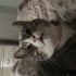 3 bacaklı kısır dişi kedi