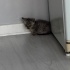 3 haftalık bebek yavru kedi acil yuva arıyor fotoğraf