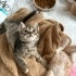 🐾7  Haftalık Minik Yavrumuza Yuva Aranıyor 🐾 fotoğraf