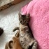 🐾7  Haftalık Minik Yavrumuza Yuva Aranıyor 🐾 fotoğraf