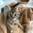 🐾7  Haftalık Minik Yavrumuza Yuva Aranıyor 🐾 fotoğraf