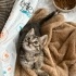 🐾7  Haftalık Minik Yavrumuza Yuva Aranıyor 🐾 fotoğraf