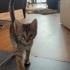 🐾7  Haftalık Minik Yavrumuza Yuva Aranıyor 🐾 fotoğraf