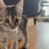 🐾7  Haftalık Minik Yavrumuza Yuva Aranıyor 🐾 fotoğraf