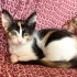 Lila ve Daisy’ye ömürlük yuva fotoğraf
