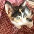 Lila ve Daisy’ye ömürlük yuva fotoğraf