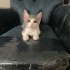 3 Yavru Kedi ve Anneleri Sahiplendirilecek fotoğraf