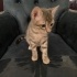 3 Yavru Kedi ve Anneleri Sahiplendirilecek fotoğraf