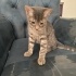 3 Yavru Kedi ve Anneleri Sahiplendirilecek fotoğraf