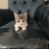 3 Yavru Kedi ve Anneleri Sahiplendirilecek fotoğraf
