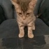 3 Yavru Kedi ve Anneleri Sahiplendirilecek fotoğraf