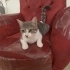 3 Yavru Kedi ve Anneleri Sahiplendirilecek fotoğraf