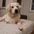 3 yaşında erkek Golden Yuva arıyoruz fotoğraf