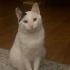 Oyuncu ve sevgi dolu genç kedi
