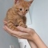 📢 Sahiplendirilmek Üzere Dişi Yavru Kedi 🐾 fotoğraf
