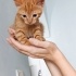 📢 Sahiplendirilmek Üzere Dişi Yavru Kedi 🐾 fotoğraf