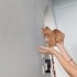 📢 Sahiplendirilmek Üzere Dişi Yavru Kedi 🐾 fotoğraf