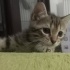 Minik Tekir Oğlan fotoğraf
