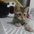 Minik Tekir Oğlan fotoğraf