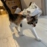 CALİCO 3 AYLIK DİŞİ UYSAL fotoğraf