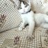 Pamuk Prenses yuva arıyor... fotoğraf