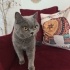 Ücretsiz sahiplenme British kedi acil yuva fotoğraf
