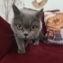 Ücretsiz sahiplenme British kedi acil yuva fotoğraf
