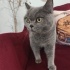 Ücretsiz sahiplenme British kedi acil yuva fotoğraf