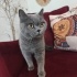 Ücretsiz sahiplenme British kedi acil yuva fotoğraf