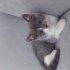 kırma yavru kedi