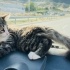 Lo kedi sevimli tatli bir  bebek