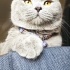 British Shorthair Uysal bir bebek fotoğraf