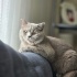 British Shorthair Uysal bir bebek fotoğraf