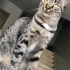 Sevgi dolu, çocuklarla oynamaya bayılan tekir fotoğraf