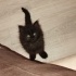 Acil yuva aranıyor 🐾 fotoğraf