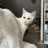 KARTOPUNA SICAK BİR YUVA fotoğraf