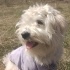 Pamuk gibi terrier ücretsiz sahiplendirme