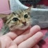 Çok tatlı bu bebeğe kalıcı yuva arıyoruz fotoğraf