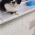 Güzel yuva arıyoruz fotoğraf