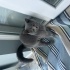 Ücretsiz british shorthair