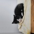 Simokin - evcimen kedi fotoğraf