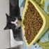 Simokin - evcimen kedi fotoğraf