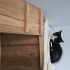 Simokin - evcimen kedi fotoğraf