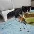 Simokin - evcimen kedi fotoğraf