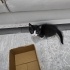 Simokin - evcimen kedi fotoğraf